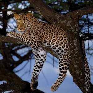 Mayanja, the elusive god|Roots of Africa|Significance of the Leopard Skin.